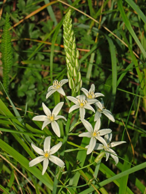 Loncomelos narbonensis e L. brevistylus